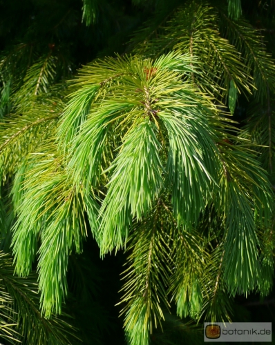 Picea smithiana -- Himalaja-Fichte